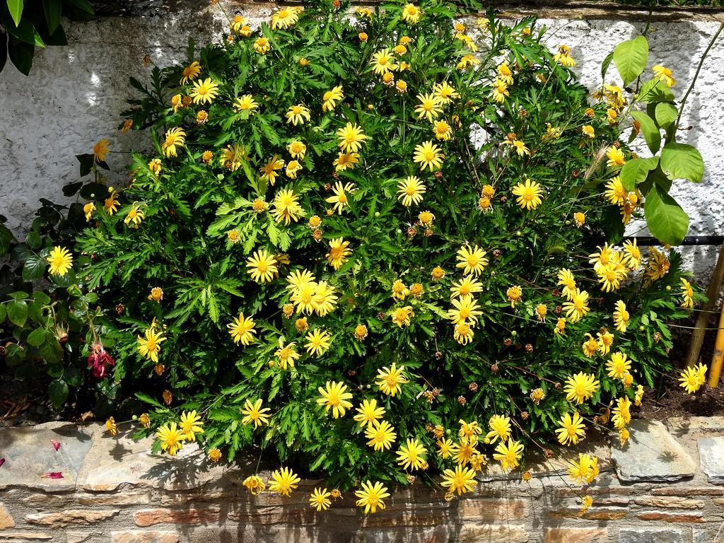 Appartamento Garden House Velika  Esterno foto